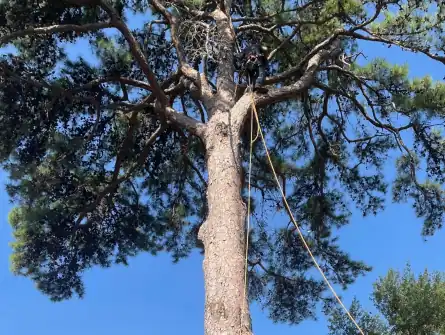 Tree Services