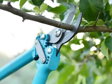 Tree Trimming