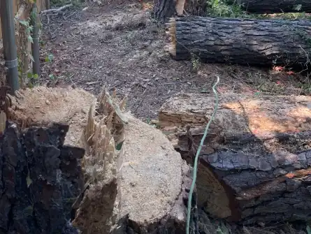 Tree Removal
