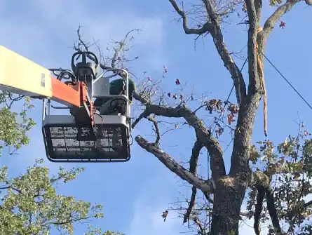 Tree Topping